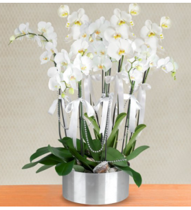 8 dal beyaz orkide 